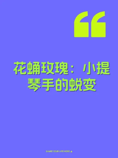 花蛹玫瑰：小提琴手的蜕变